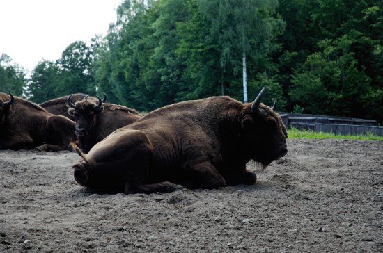 Wisentzucht Zagroda Żubrów w Wolisku